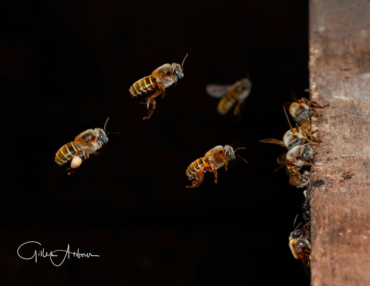 Xuunan Kaab-Melipona de Gilles Arbour